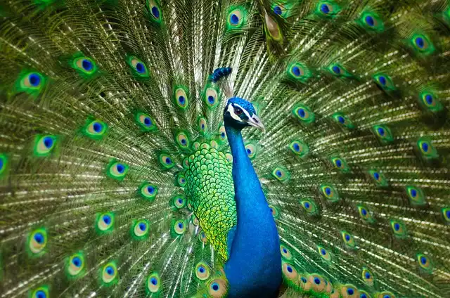 How to Record Peacock on PCs, iPhone, and Android with Ease